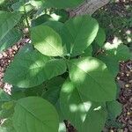 Ehretia macrophylla Folha