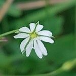 Stellaria gramineaKvět