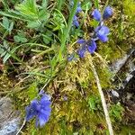 Polygala alpina Квітка