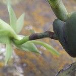 Angraecum multinominatum Flor