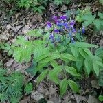 Lathyrus vernus Fiore