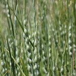 Aegilops ventricosa Likasa