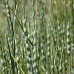 Aegilops ventricosa Leaf