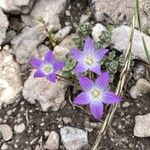 Campanula mollis Blomst