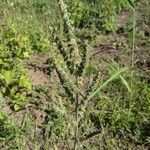 Mesosphaerum pectinatum Λουλούδι