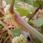 Alternanthera sessilis Bark