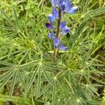 Lupinus angustifolius 葉