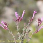 Thymus longiflorus Flower