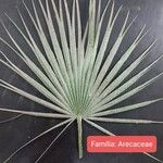 Washingtonia filifera Hostoa