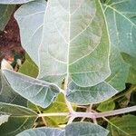 Datura inoxia Leaf