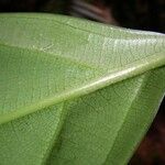 Ocotea meziana Hoja