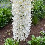 Eremurus himalaicus Blüte