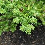 Abies koreana Leaf