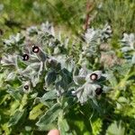 Nonea vesicaria Flower