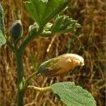 Malvella leprosa Fruit