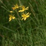 Hypericum linariifolium आदत