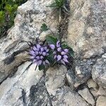 Physoplexis comosa 花