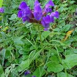 Prunella hastifolia Libunga