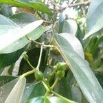 Celtis philippensis Fruit