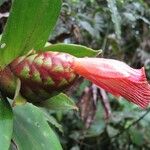 Costus laevis Plod