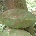 Phyllocosmus africanus Leaf