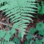 Athyrium filix-feminaLeaf