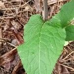 Campanula bononiensis Leaf