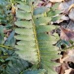 Polystichum acrostichoides ഇല