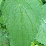 Stachys sylvatica Blad