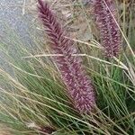 Pennisetum purpureum Kvet