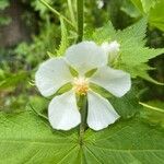 Kitaibelia vitifolia Flor