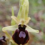 Ophrys arachnitiformis പുഷ്പം