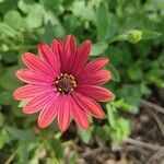 Dimorphotheca sinuata Flower