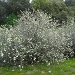 Ceanothus cuneatus Habitus