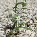 Cryptantha pterocarya Хабит