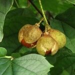 Staphylea pinnata Ffrwyth