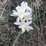 Leucocrinum montanum Flower