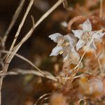 Cuscuta salina ᱛᱟᱦᱮᱸ