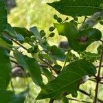 Zanthoxylum clava-herculis फल