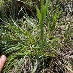 Fritillaria pyrenaica برگ