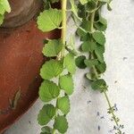 Plectranthus parviflorus Blad