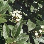 Viburnum rugosum Fuelha