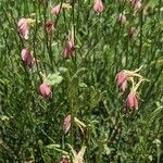 Oenothera suffrutescens പുഷ്പം