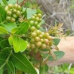 Searsia longipes Fruit