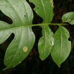 Solanum wendlandii पत्ता