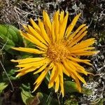 Doronicum clusii 花