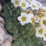 Saxifraga squarrosa Flower