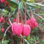 Crinodendron hookerianum Blomst