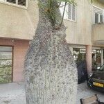 Ceiba glaziovii Corteza