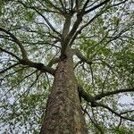 Platanus × hispanica Staniste